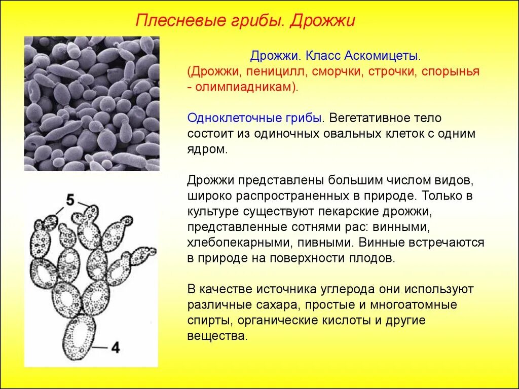 Среди грибов встречаются как одноклеточные. Строение дрожжей грибов. Одноклеточные грибы дрожжи строение. Дрожжи строение гриба биология. Дрожжи – представители класса Ascomycetes.