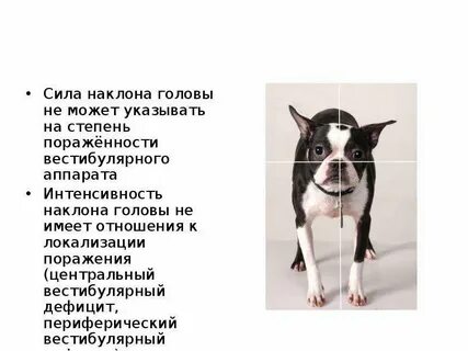 Атаксия у кошек