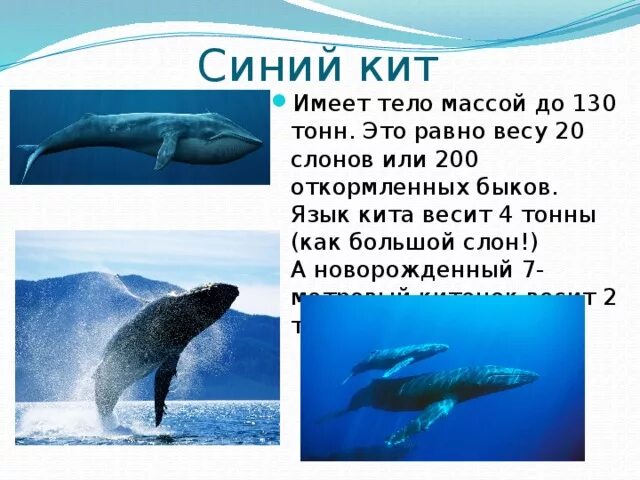 Физиологические признаки синего кита. Вес китенка синего кита. Скшлько Вест синий кит. Синий кит Размеры.
