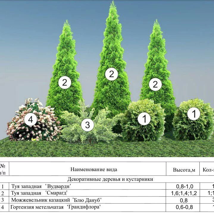 Размер хвойных растений. Туя Смарагд с3. Миксбордер с туей Смарагд. Туя Смарагд и Даника. Схема живой изгороди из хвойных растений.