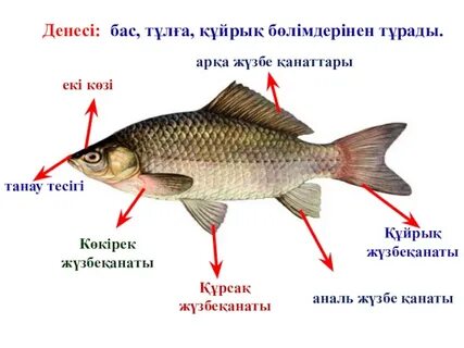 Майлы волосатые письки бар порно