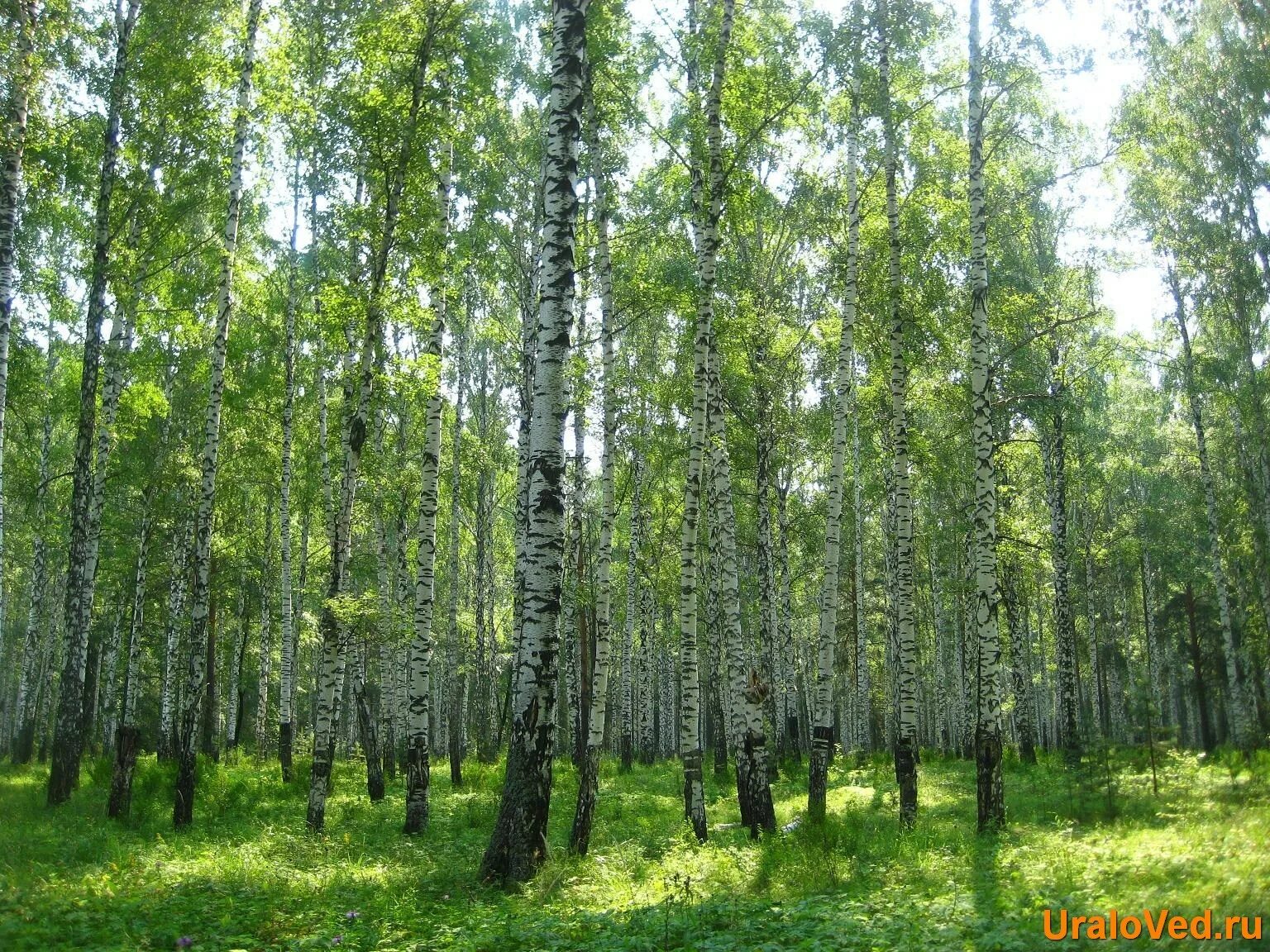 Хвойно березовый. Березовая роща Томск. Сосновый лес Березовая роща. Березовая роща Казань. Мелколиственный лес России.