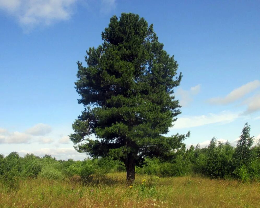 Деревья растущие в сибири. Кедр Сибирский Pinus sibirica. Кедр Сибирский сосна Сибирская Pinus sibirica. Сосной сибирской (Pinus sibirica). Кедровая Сибирская сосна и кедр это.