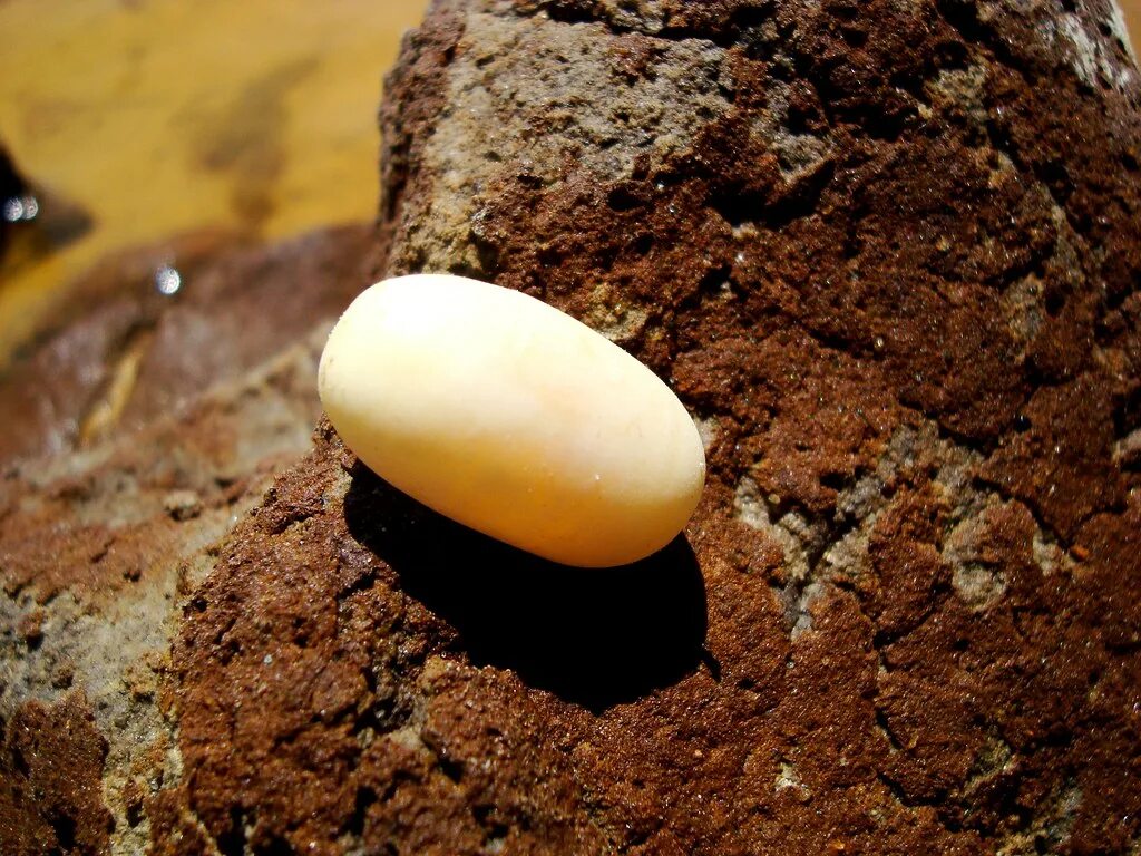 Egg 10. Snake Eggs. Яйца 10 шт. Strange Egg. Eggs Kabana.