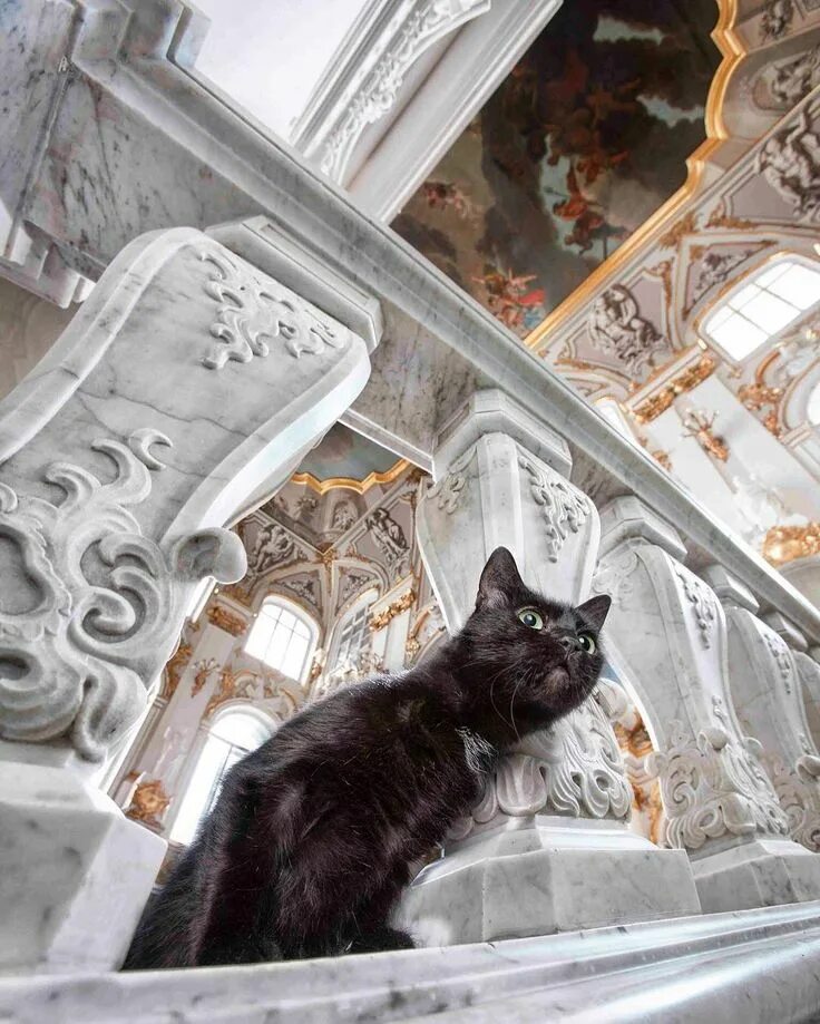 Эрмитаж коты. Эрмитажные коты. коты эрмитажа. петербургские эрмитажные коты. эрмики коты эрмитажа.