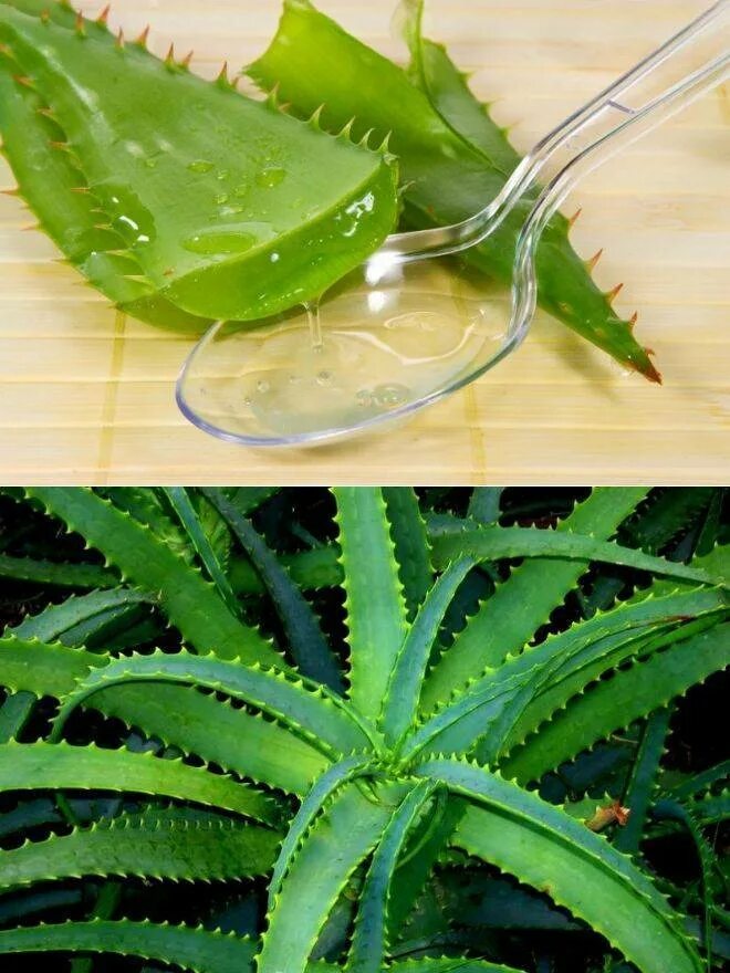 Алоэ древовидное (столетник) сок. Aloe variegata алоэ. Алоэ растение польза и применение