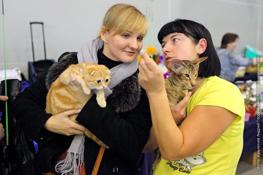 Выставка кошек. Выставка кошек фото. Выставка кошек в сокольниках. Выставка кошек. Кошарики шоу сокольники.