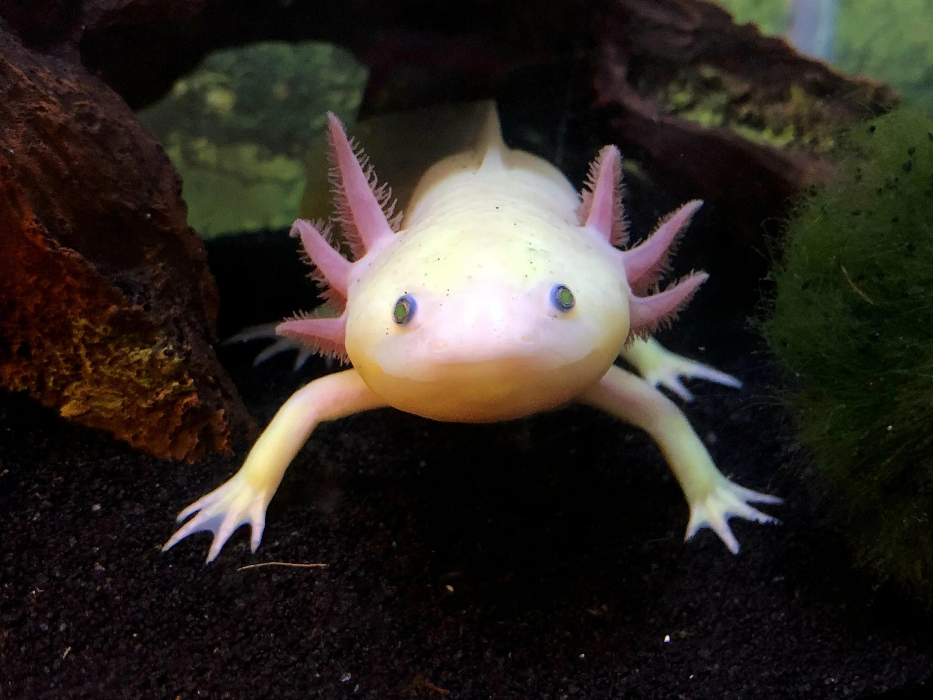 Тигровая амбистома аксолотль. Тритон аквариумный аксолотль. Аксолотль мексиканской амбистомы. Аксолотль содержание. Рыбка аксолотль.