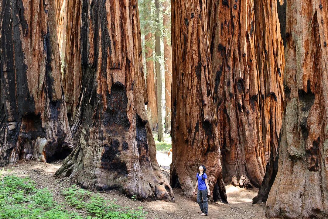 Где больше деревьев. Парк Секвойя Калифорния. Национальный парк Секвойя США. Национальный парк Секвойя в Калифорнии. Национальный парк «Секвойя», штат Калифорния, США.