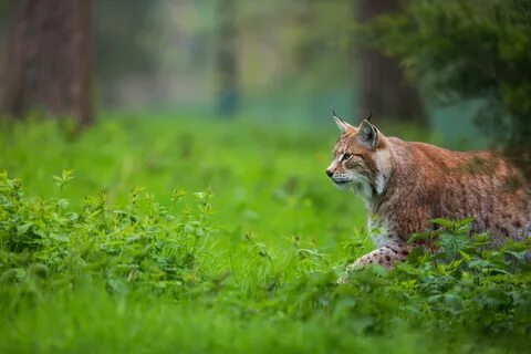 Wildlife windows