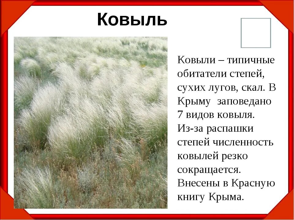 Для каких природных зон ковыль является типичным. Рассказ о растении ковыль. Крым степи ковыль. Сообщение о растениях степи. Ковыль Степной зоны.