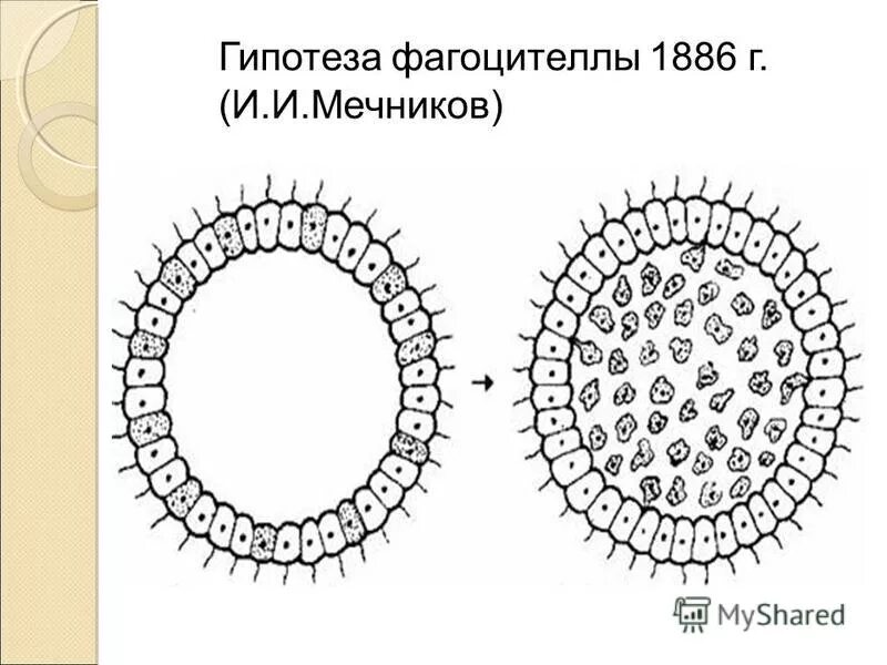 Появление многоклеточности привело. Гипотеза фагоцителлы Мечникова. Мечников фагоцителла.