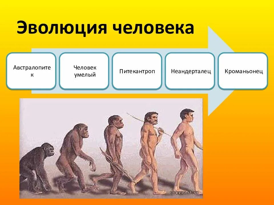 Конспект урока становление человека. Эволюция человека. Стадии развития человека. Стадии развития человечества. Этапы эволюции человека.