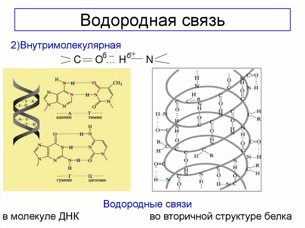 Какая формула молекулы днк. Вторичная структура молекулы ДНК. ДНК вторичная структура схема строения. Водородные связи во вторичной структуре белка. Внутримолекулярная водородная связь ДНК.