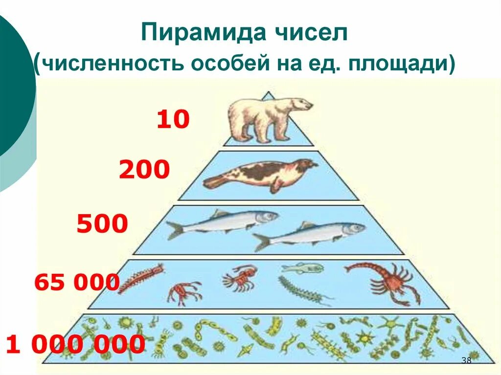 Экологическая пирамида численности