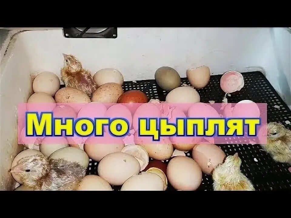 Гусята в инкубаторе. Вылупление птенцов в инкубаторе. Много цыплят. Сделать инкубатор для цыплят своими руками. Цыплята вывелись в инкубаторе что делать.