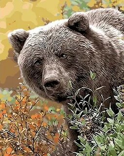 Номер медведь