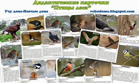 Общие признаки для всех живущих диких птиц