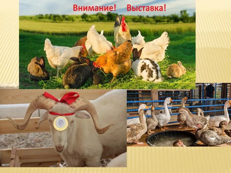 Как оформить лпх 2025. Лпх. канск подсобное хозяйство. выставка сельхозпродукции. личное подсобное хозяйство инструкция.