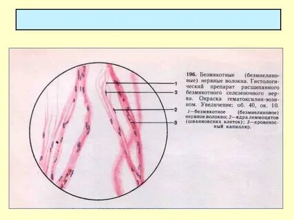 Плотный нервно