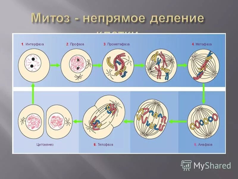 Какие процессы происходят в интерфазе митоза. Какие процессы происходят в интерфазе митоза