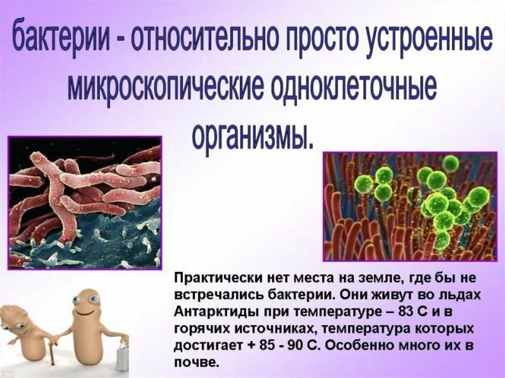 Бактерии сообщение кратко. Доклад о бактериях. Презентация на тему бактерии. Презентация на тему микробы. Биология сообщение о бактериях.