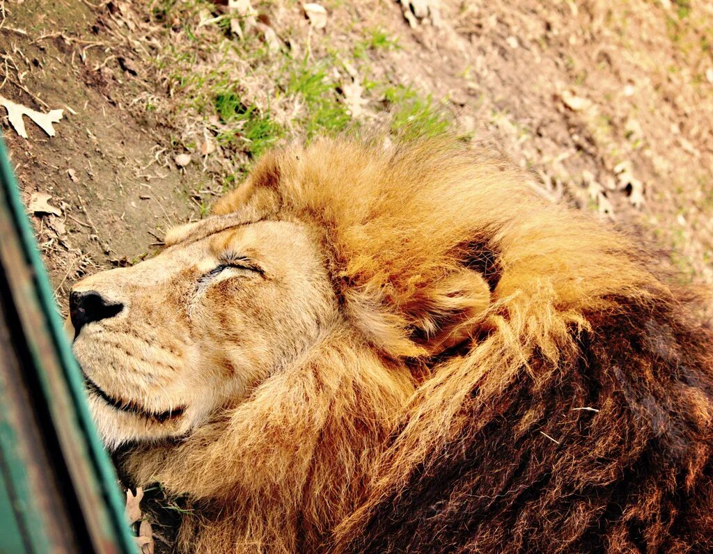 Фф sleeping lions автор litmasily