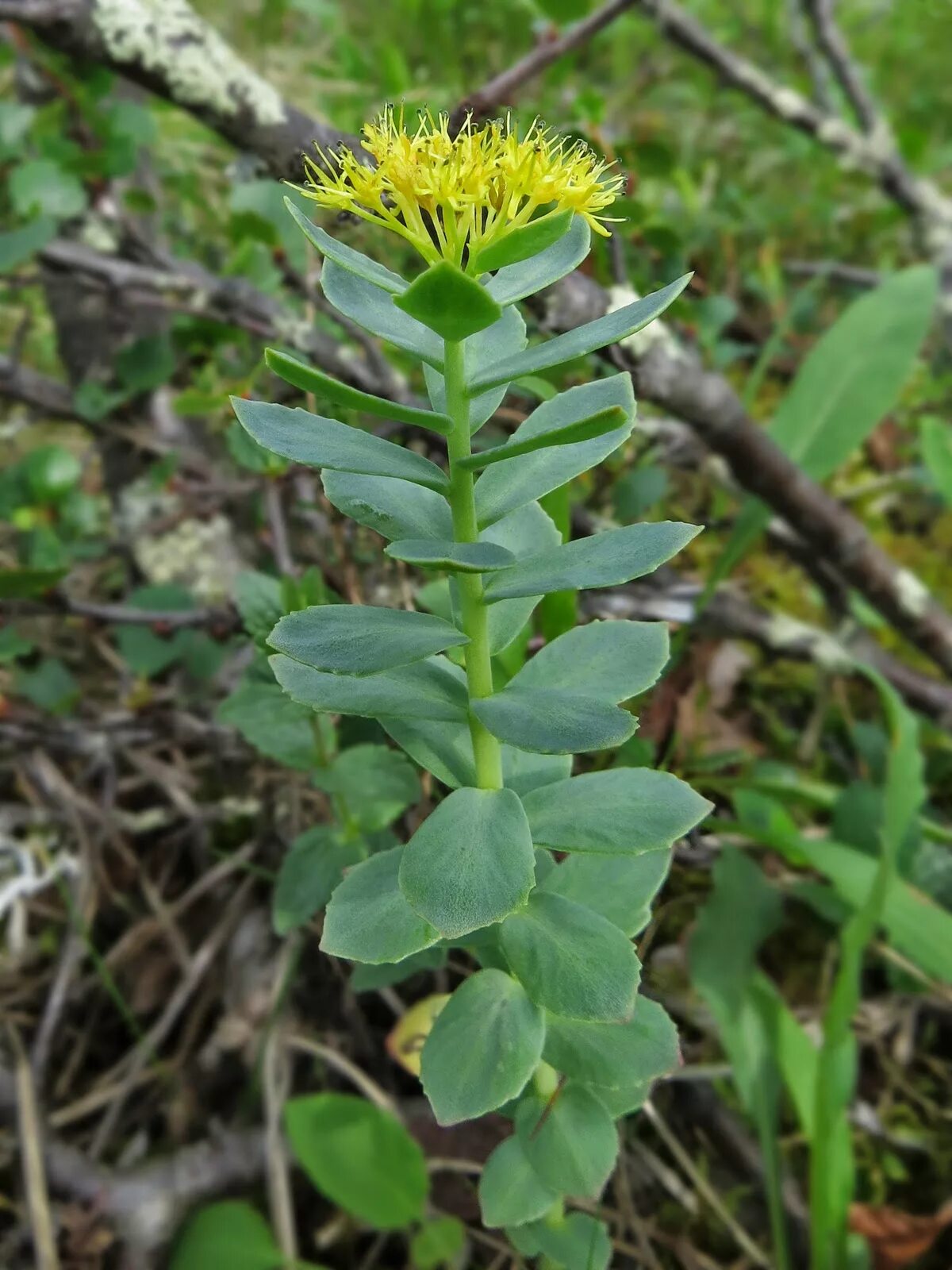 Rhodiola rosea. Родиола. Родиола цветок. Родиола розовая. Родиола розовая растение.