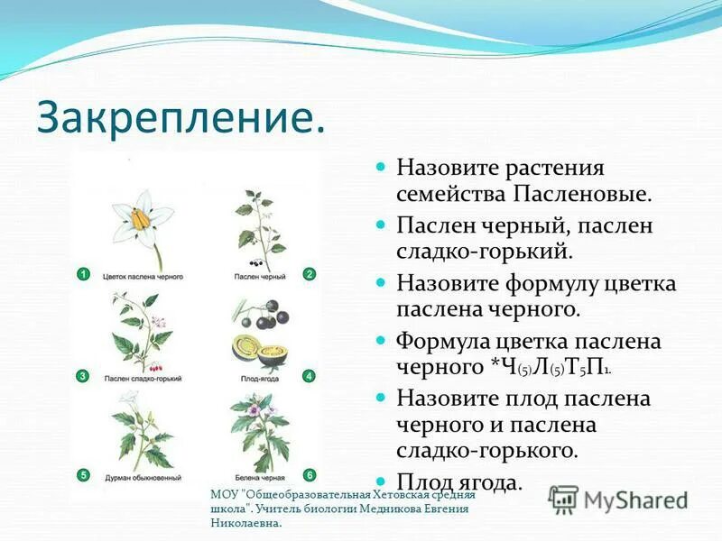 Картинки ПАСЛЕН ЧЕРНЫЙ СОЦВЕТИЕ