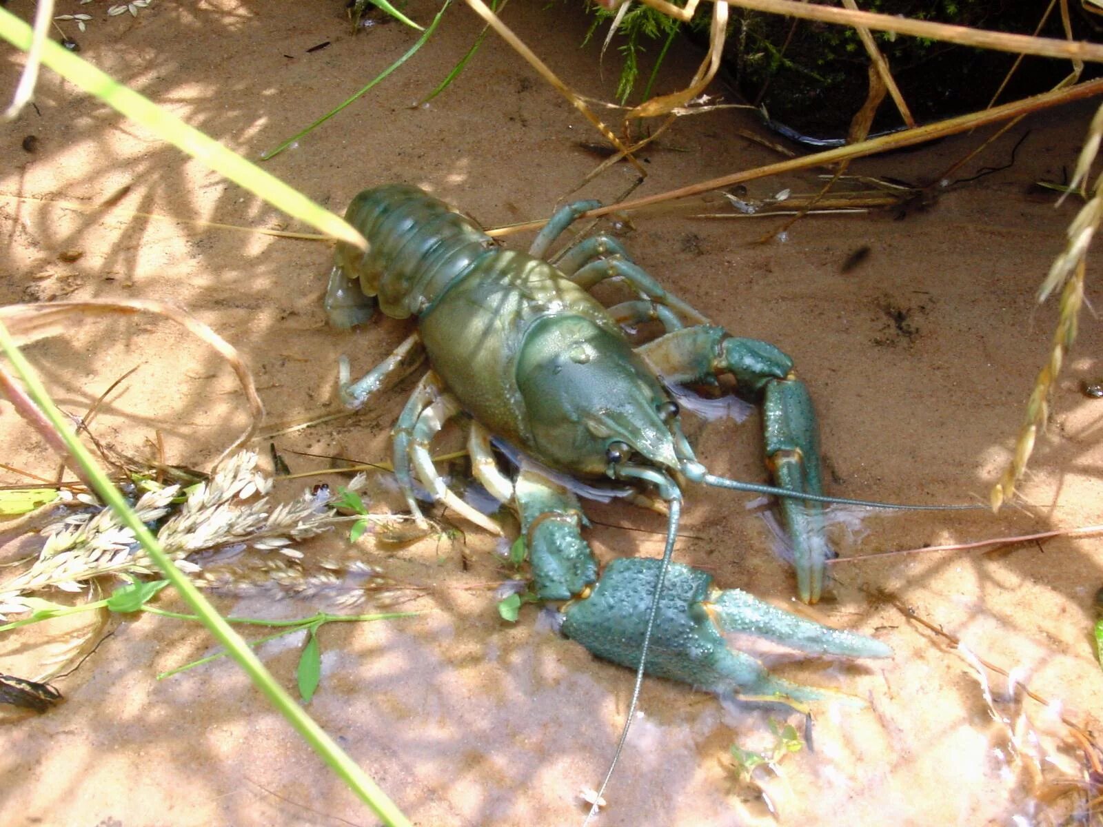 Ракообразные. Ракообразные. Procambarus clarkii. Речные рачки. Речные рачки.