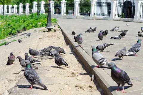 Голуби ходят
