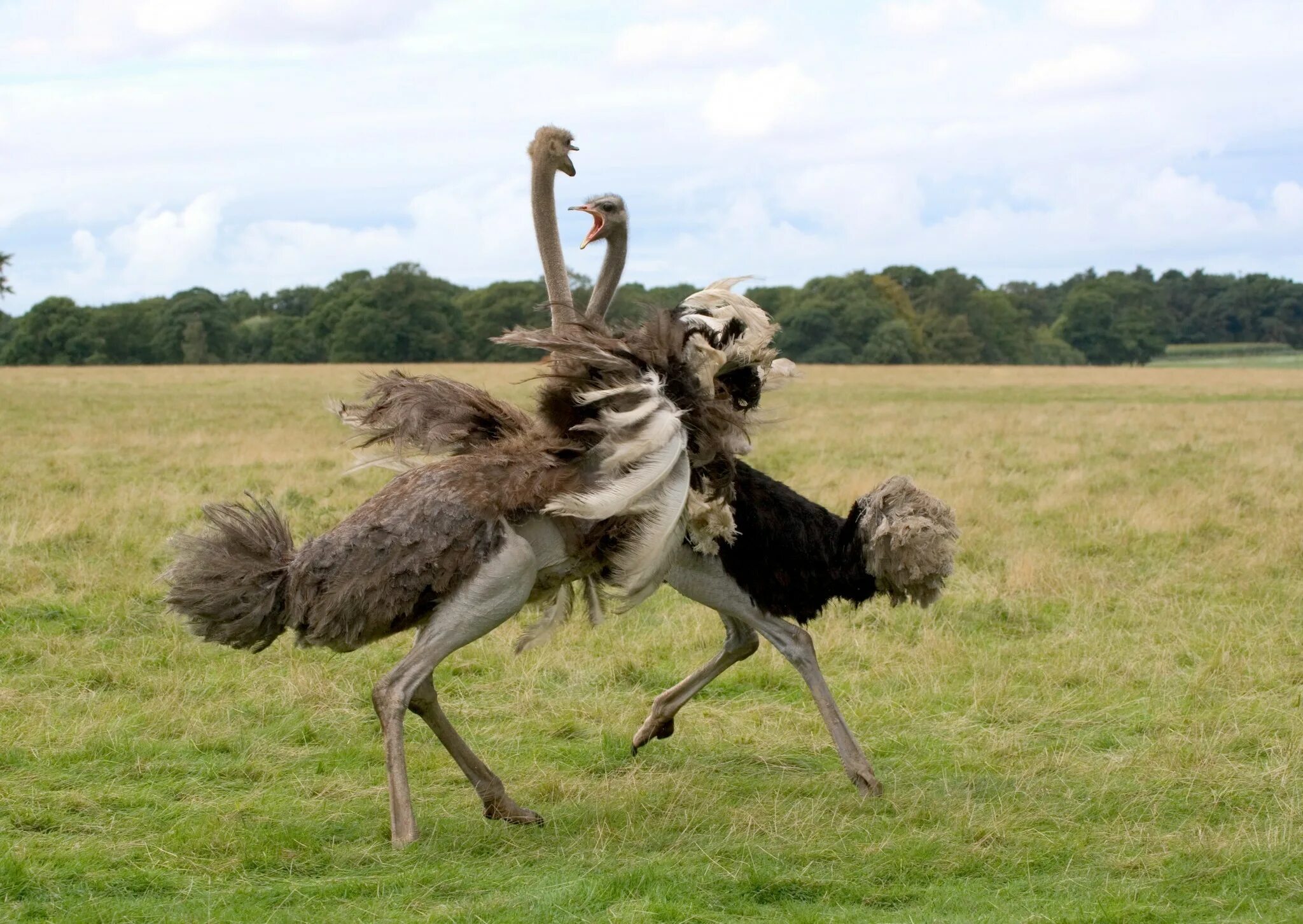 Африканский страус самец. Птица Африканский страус. Африканский страус самец танец. Танцующий страус.