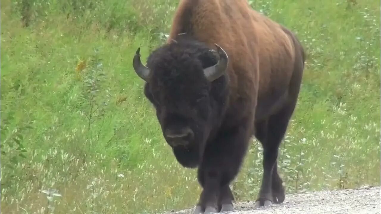 Бизоны зубры буйволы. Love bison. Североамериканский бизон. Монтана бизоны. Бизоны в северной америке.
