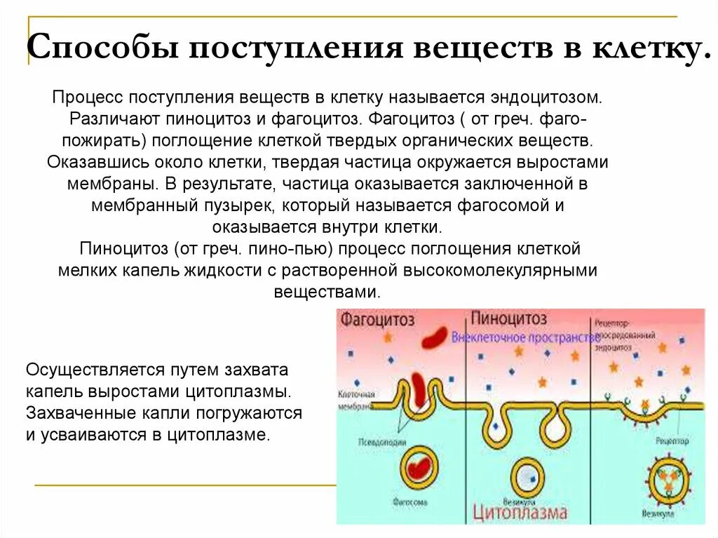 Способы поступления веществ в клетку. Механизмы поступления веществ в клетку. Способы поступления питательных веществ в клетку. Пути проникновения веществ в клетку.