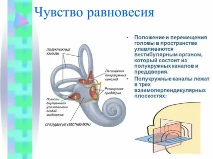 Чувство равновесия