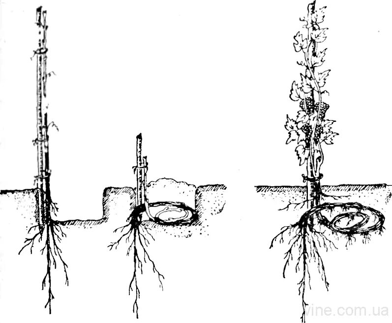 Как посадить виноград без корня. Корневая система винограда. Высадка винограда в средней полосе. Корневая зизифуса.