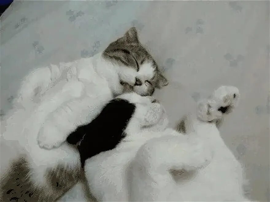 В нежную кис. Кошачья любовь. Котики обнимаются. Гифки коты. Коты обнимаются гиф.