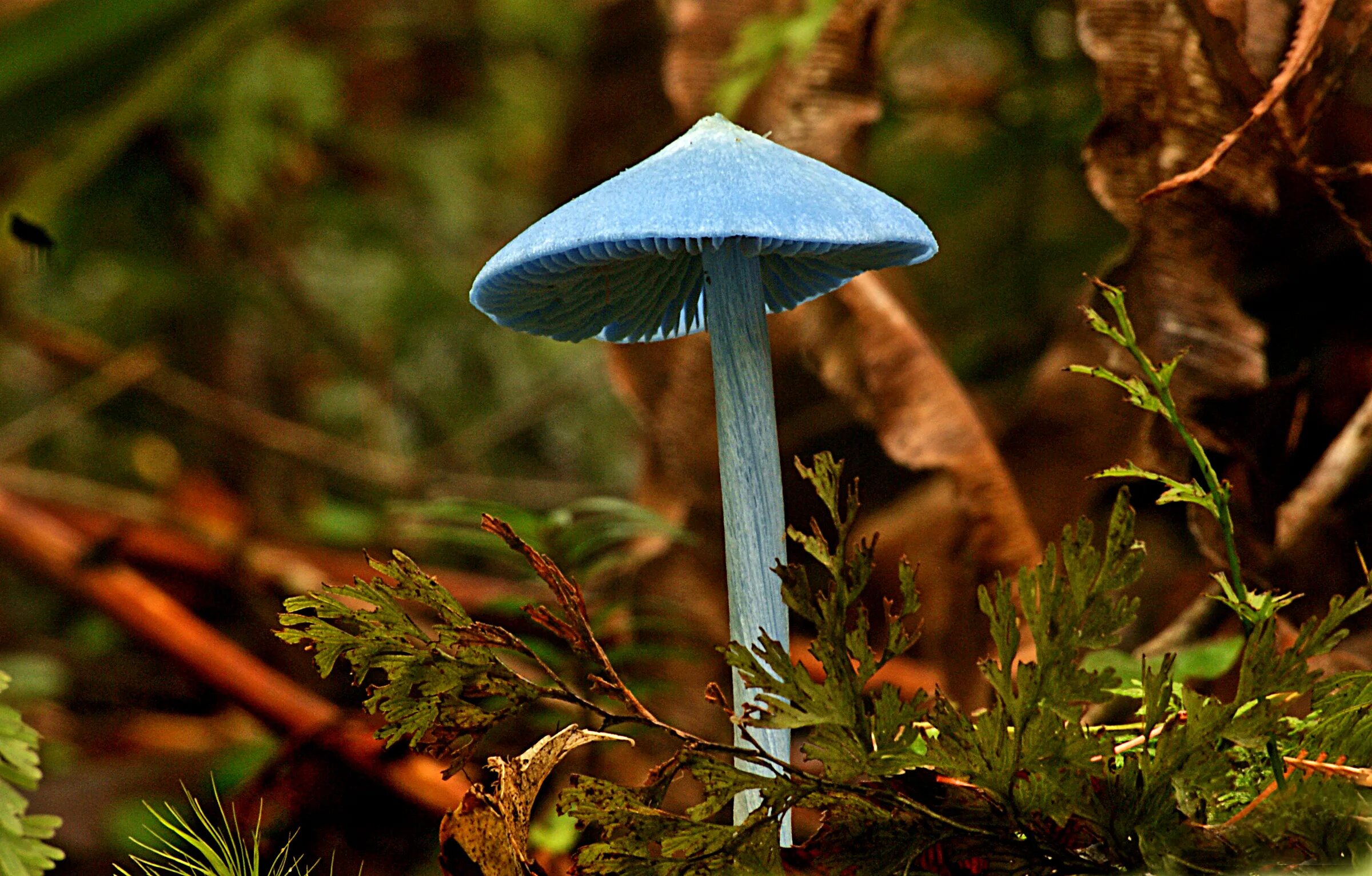 Гриб вблизи. Голубой гриб entoloma hochstetteri. энтолома голубая. синяя энтолома entoloma hochstetteri. небесно голубой гриб.