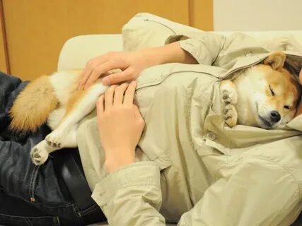 Dog like me