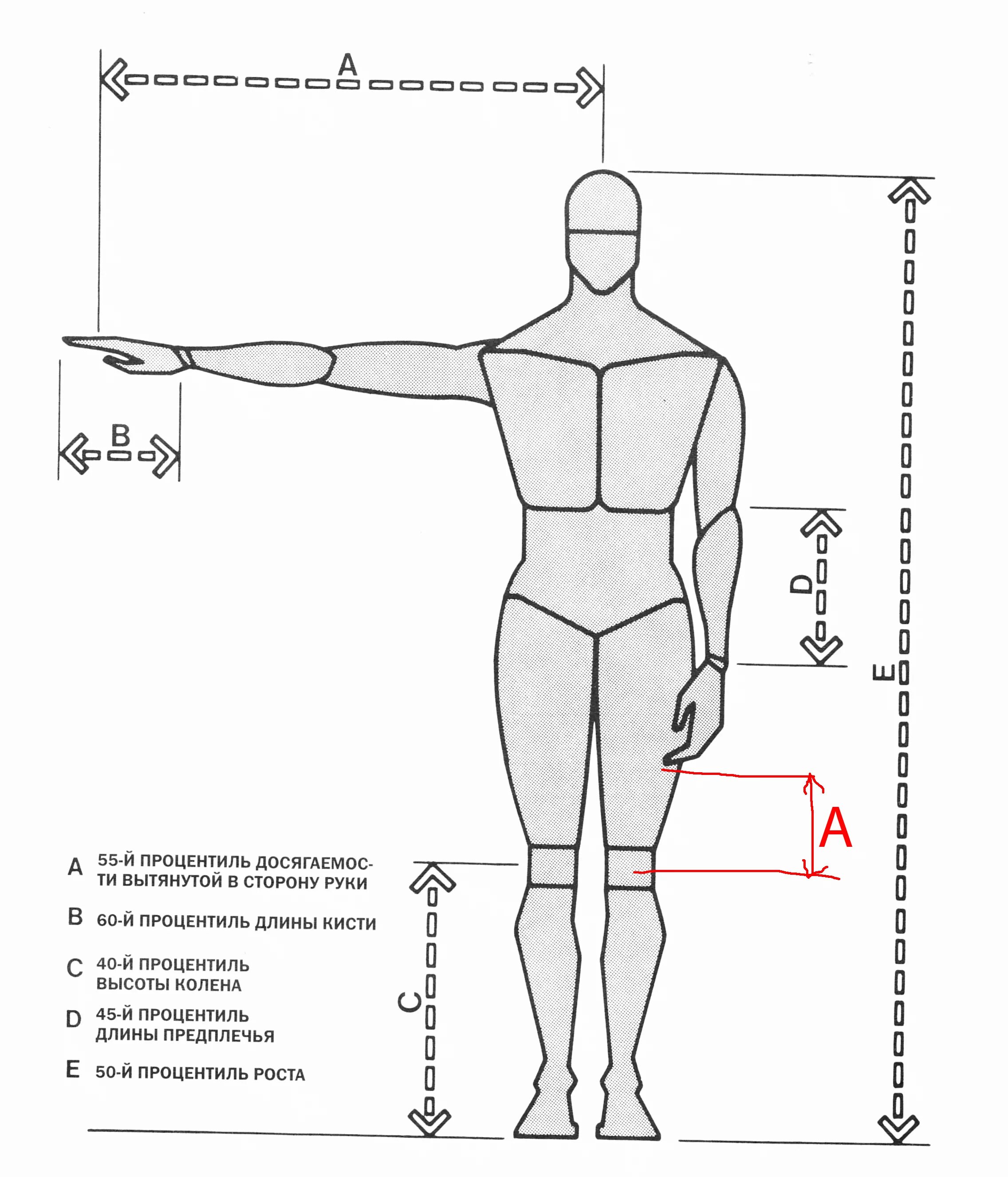 Длина рук составляет. Длина руки человека. Эргономика пропорции человека. Эргономика руки. Антропометрия пропорции тела человека.