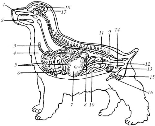Строение пищеварительной системы собаки. Анатомия пищеварительной системы собаки. Пищеварительная система собаки схема. Структура пищеварительной системы собаки.
