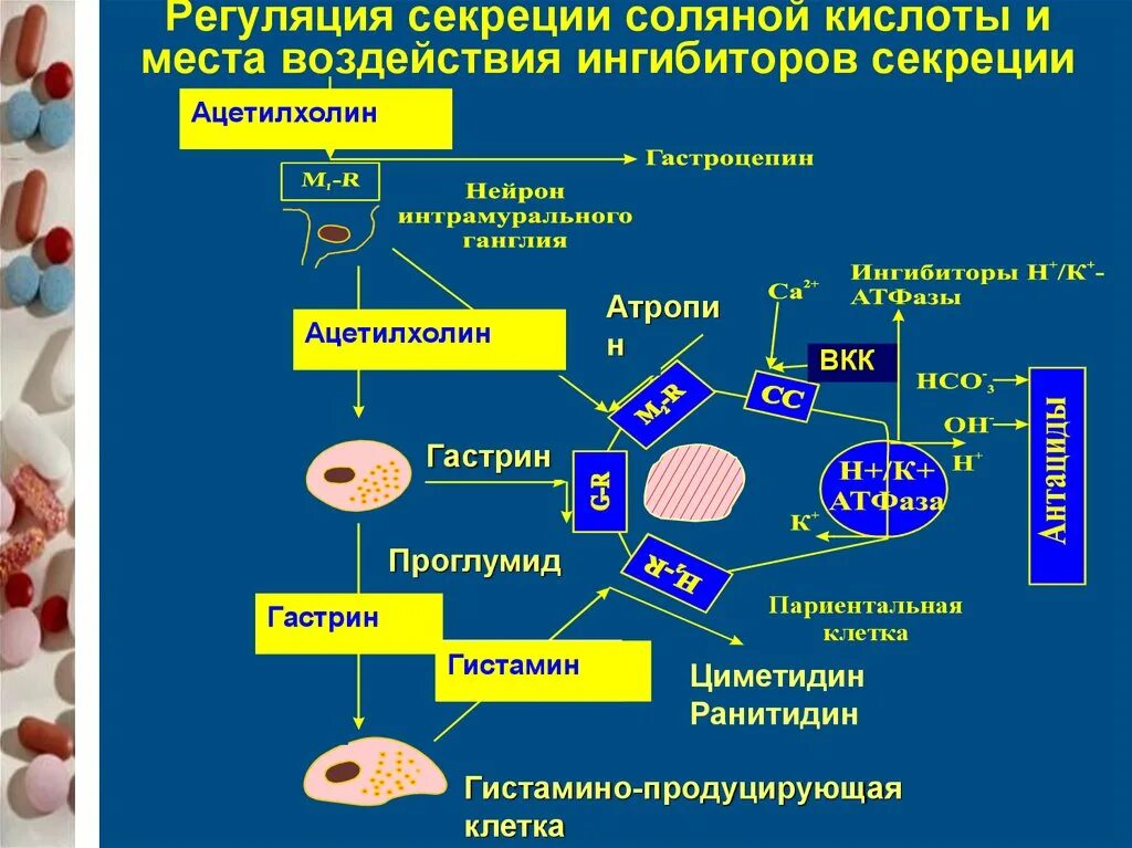 Синтез гистамина. Регуляция синтеза соляной кислоты. регуляции желудочной секреции соляной кислоты. ингибирования секреции соляной кислоты. трехрецепторная модель стимуляции секреции соляной кислоты.
