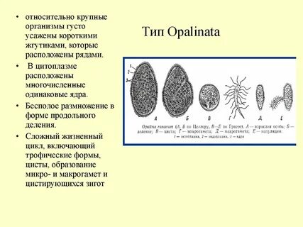Крупнейшие организмы