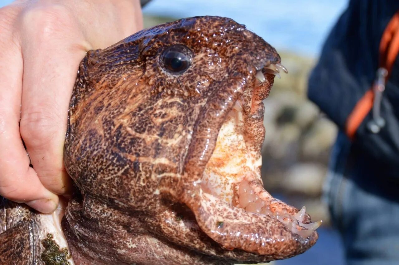 Японская мохнатоголовая морская собачка. Щучья морская собачка. Человек рыба собака. Пятнистая зубатка. Японская мохнатоголовая собачка.