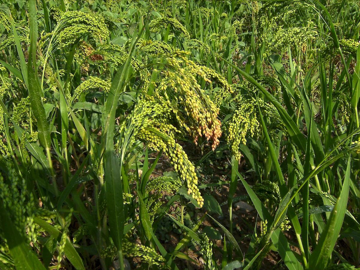 2 просо. просо (panicum miliaceum). 2 просо. просо жёлтое. просо 2 сорта.