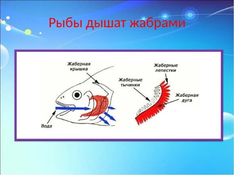 Дыхание рыб. Рыба дышит жабрами. Рыбы дышат при помощи жабр. Дыхание рыб схема.