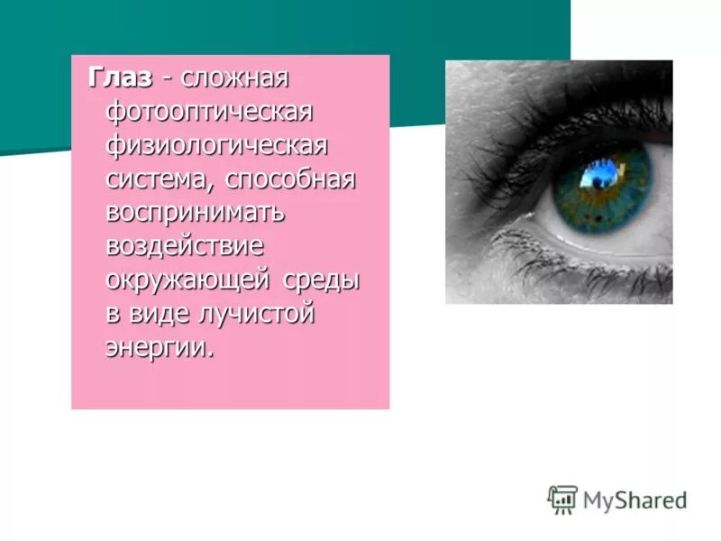 Защиту глаза выполняет. Загадка про глаза сложная. Сложные глаза это кратко. Сложные глаза характерны для. Сложны термины про глаз.