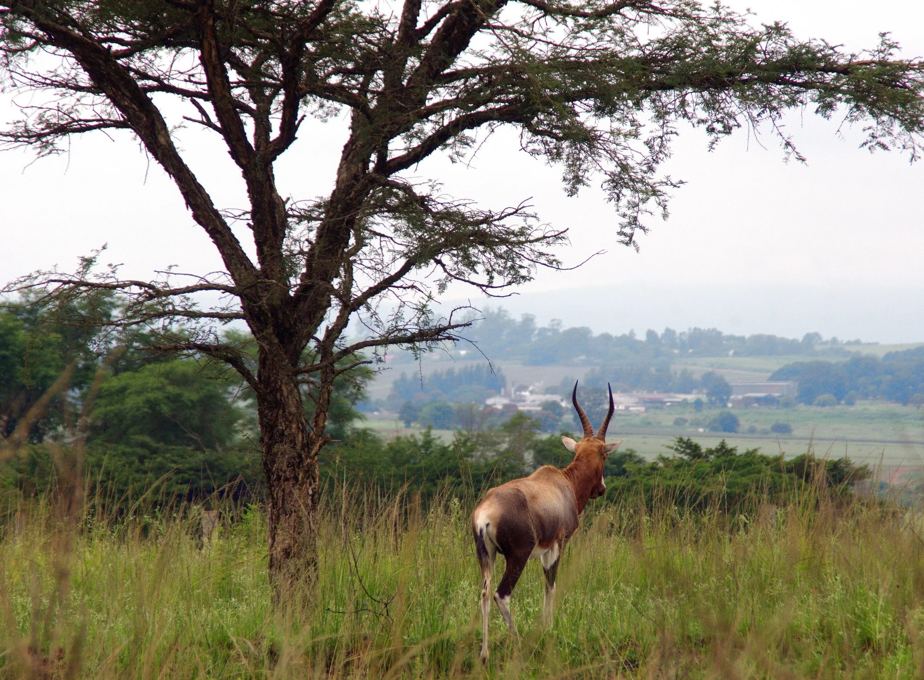 Антилопа южной африки 5. Антилопа ЮАР. Животный мир в саванне Африки антилопы. Антилопа в саванне. Парк антилоп.