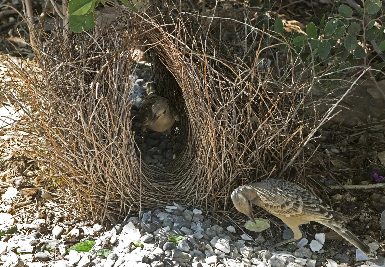 The bird nest