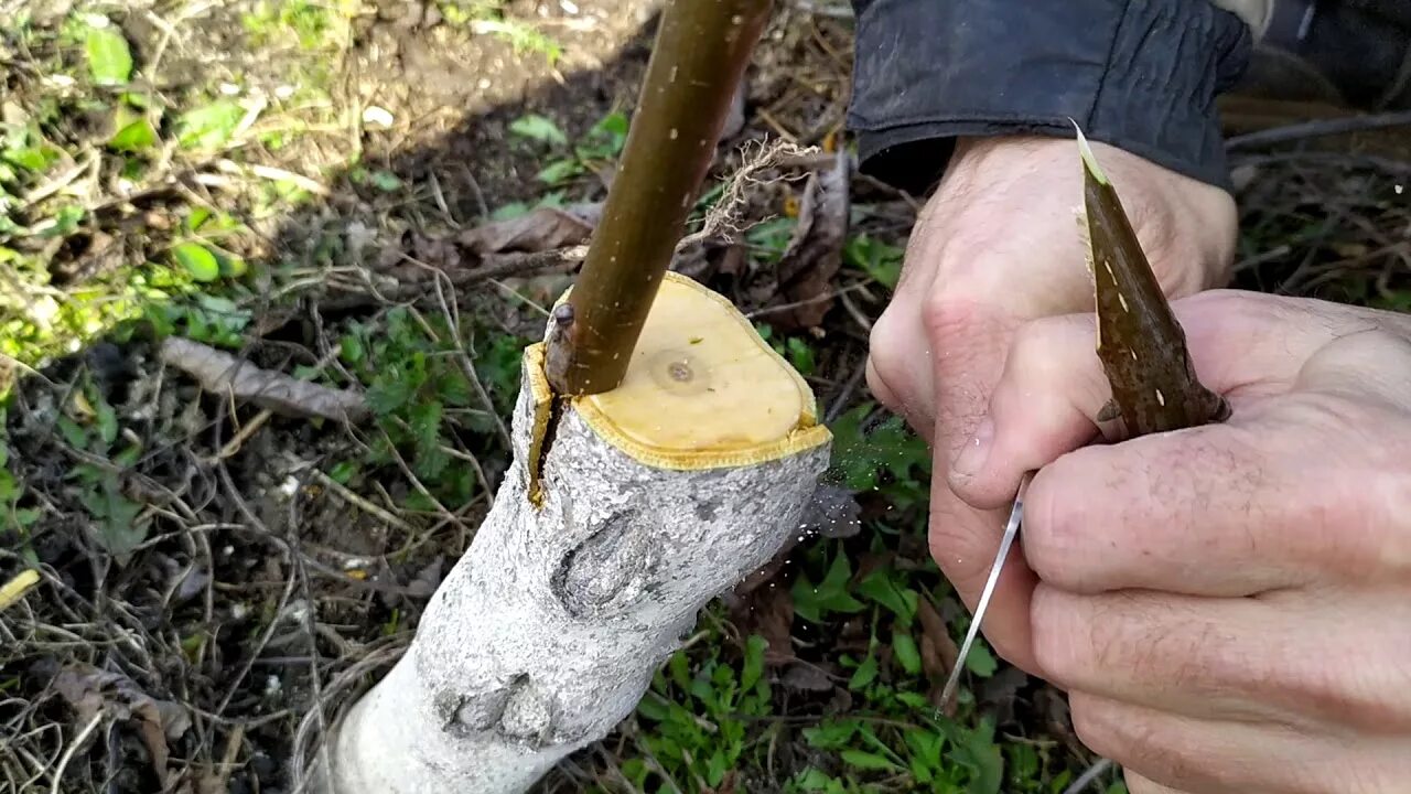 Как привить тую